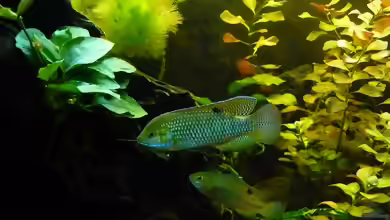 Tilapia ruweti im Aquarium