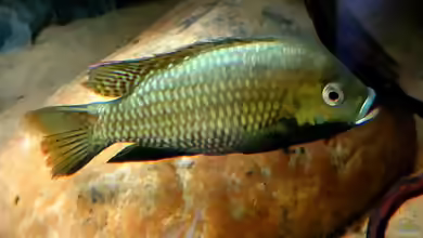 Tilapia sparrmanii im Aquarium