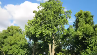 Tilia cordata im Garten pflanzen