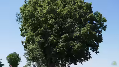 Tilia platyphyllos im Garten pflanzen