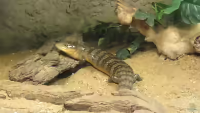 Tiliqua scincoides chimaerea im Terrarium halten