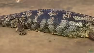 Tiliqua scincoides scincoides im Terrarium halten