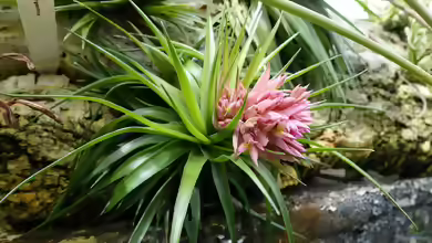 Tillandsia im Terrarium