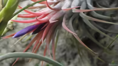 Tillandsien (Pflanzengattung Tillandsia)