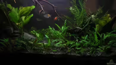 Timbehes Bachlauf von Zapfenmanderl