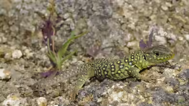 Timon lepidus im Terrarium halten