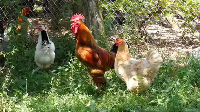 Tipps und Ideen zur Hühnerhaltung im Garten