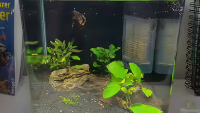 Tiran von Murphy1977