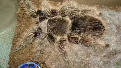 Tliltocatl albopilosus im Terrarium halten