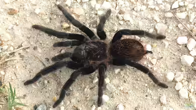 Tliltocatl vagans im Terrarium halten