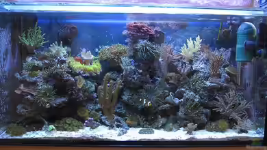 TNT Aquarium von andi76