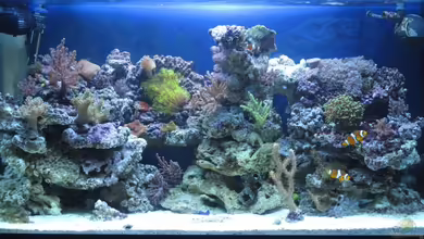TNT Aquarium von andi76