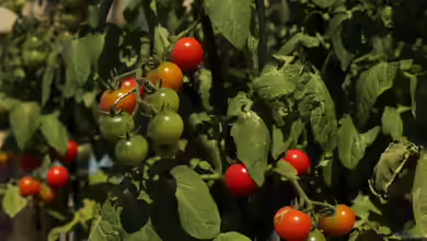 Tomaten ausgeizen: Was bedeutet das?