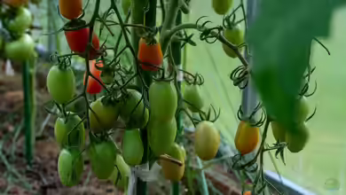 Tomatenpflege im Frühling