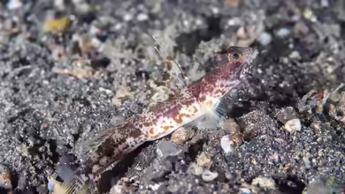 Tomiyamichthys alleni im Aquarium halten