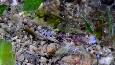 Tomiyamichthys latruncularius im Aquarium halten