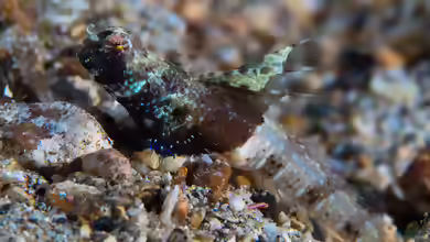 Tomiyamichthys nudus im Aquarium halten