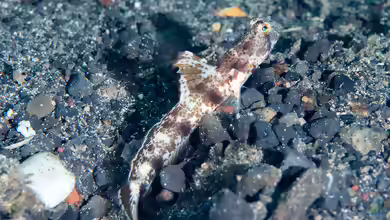 Tomiyamichthys oni im Aquarium halten