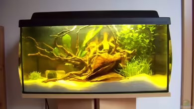 Tom`s Zwergkrebsbecken von Tom