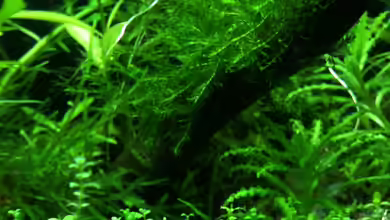 Toni-Nano-style (// ^) von Tonistyle69