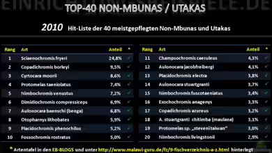 TOP-MALAWIS auf Einrichtungsbeispiele.de
