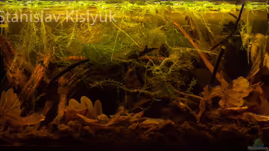 Torfmoore Kalimantans von Stanislav Kislyuk