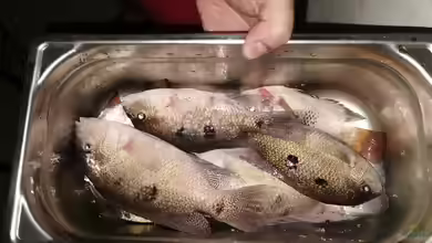 Toter Fisch: Das sind die Auswirkungen auf das Aquarium