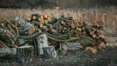 Totholz im Garten: Welche Bewohner ziehen als Erste ein?