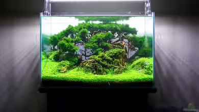 Totoro von Fredo Fuss