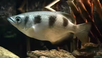 Toxotes jaculatrix im Aquarium halten