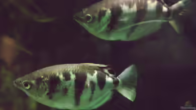 Toxotes microlepis im Aquarium halten