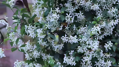 Trachelospermum jasminoides im Garten pflanzen