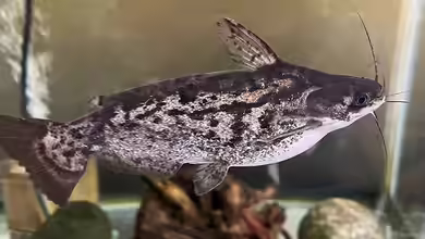 Trachelyopterus fisheri im Aquarium halten