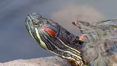 Trachemys scripta elegans im Gartenteich