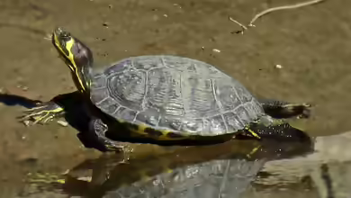 Trachemys scripta scripta im Gartenteich