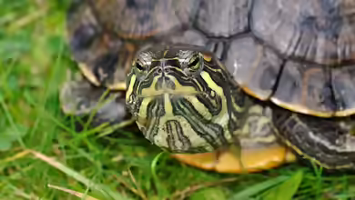 Trachemys scripta troostii im Gartenteich