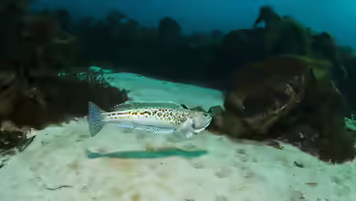 Trachinidae-Arten im Aquarium halten