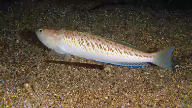 Trachinus draco im Aquarium halten