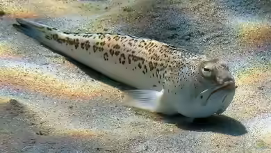 Trachinus radiatus im Aquarium halten