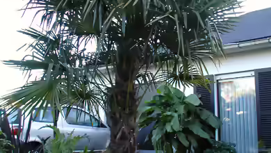 Trachycarpus fortunei im Garten pflanzen