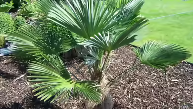 Trachycarpus wagnerianus im Garten pflanzen