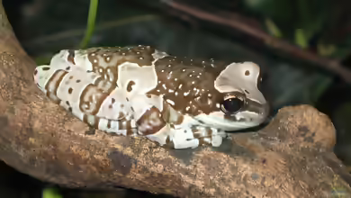 Trachycephalus resinifictrix im Terrarium halten