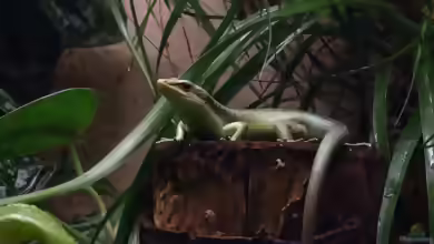 Trachylepis affinis im Terrarium halten