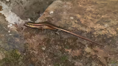 Trachylepis maculilabris im Terrarium halten