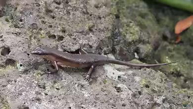 Trachylepis polytropis im Terrarium halten