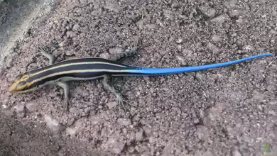 Trachylepis quinquetaeniata im Terrarium halten