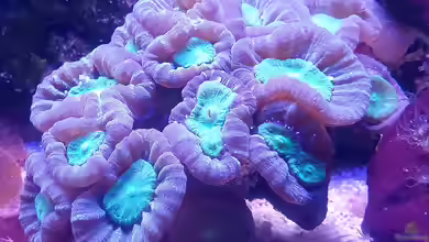 Trachyphyllia geoffroyi im Aquarium halten