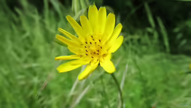 Tragopogon pratensis im Garten pflanzen