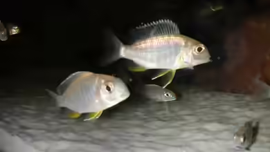 Tramitichromis sp. orange top im Aquarium halten