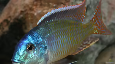 Tramitichromis sp. Red Flush im Aquarium halten